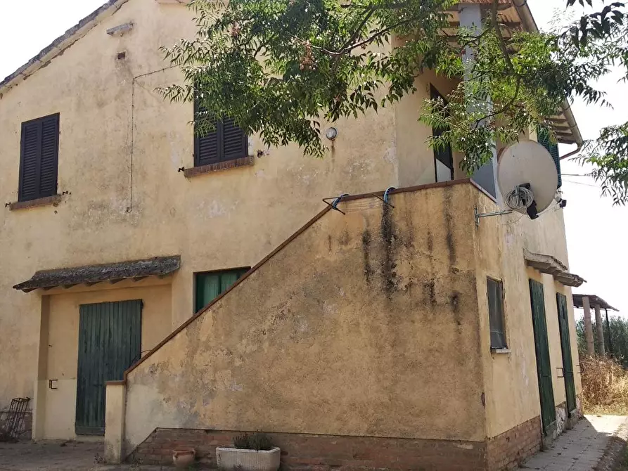 Immagine 4 di Azienda agricola in vendita  a Grosseto