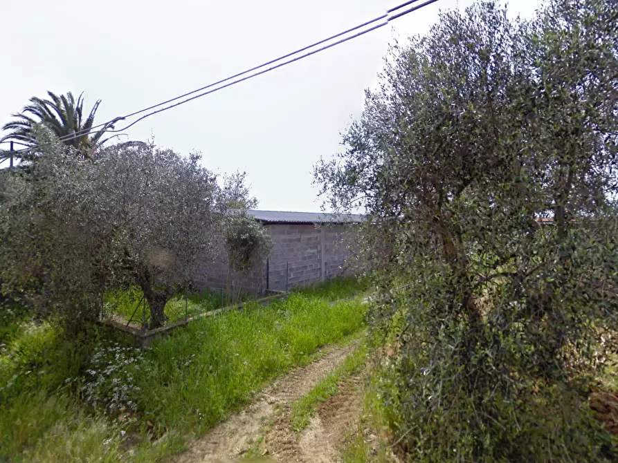 Immagine 2 di Azienda agricola in vendita  a Capalbio