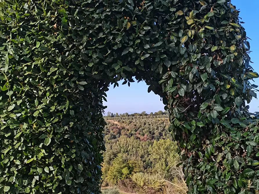Immagine 17 di Rustico / casale in vendita  a Palaia