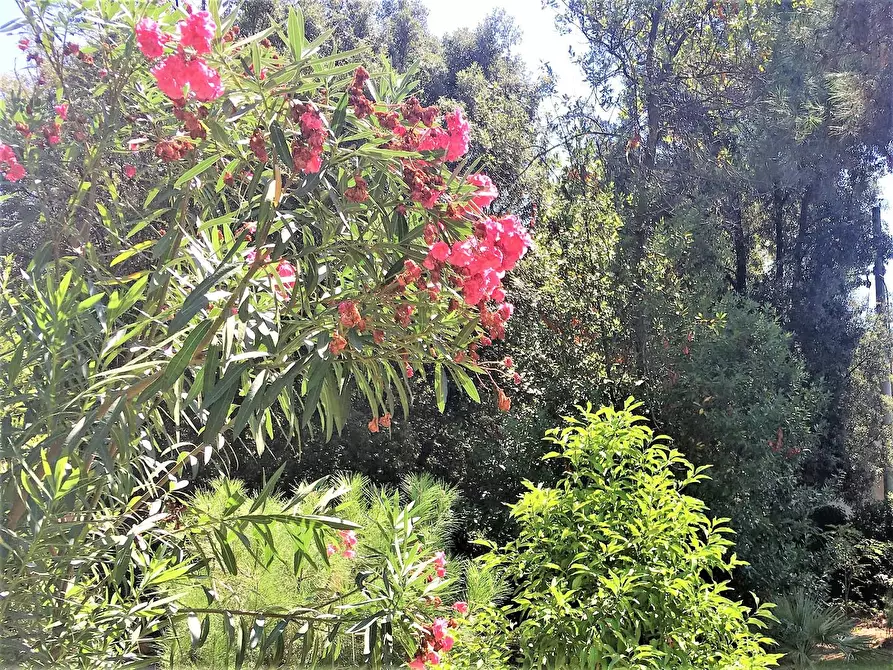 Immagine 19 di Villa in vendita  a Massa