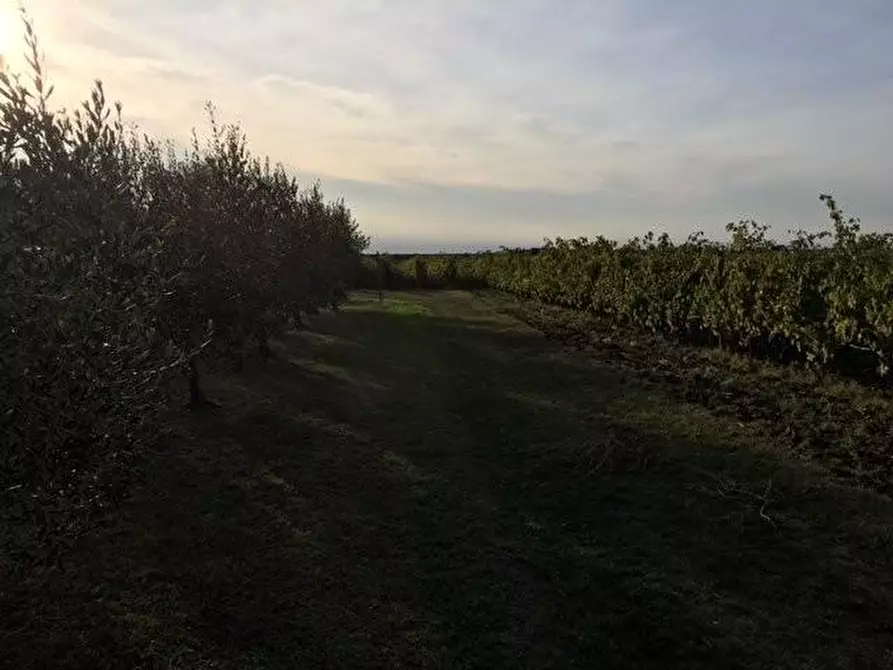 Immagine 37 di Porzione di casa in vendita  a Bibbona
