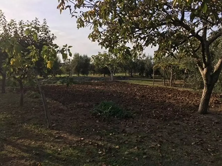 Immagine 33 di Porzione di casa in vendita  a Bibbona