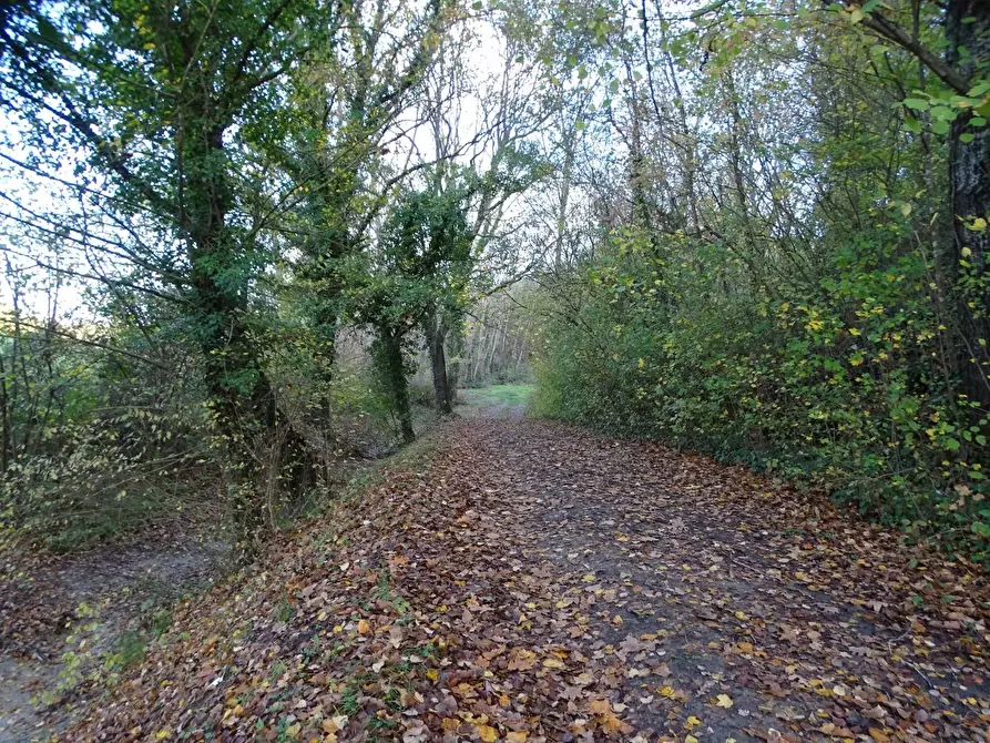 Immagine 14 di Terreno agricolo in vendita  a San Miniato
