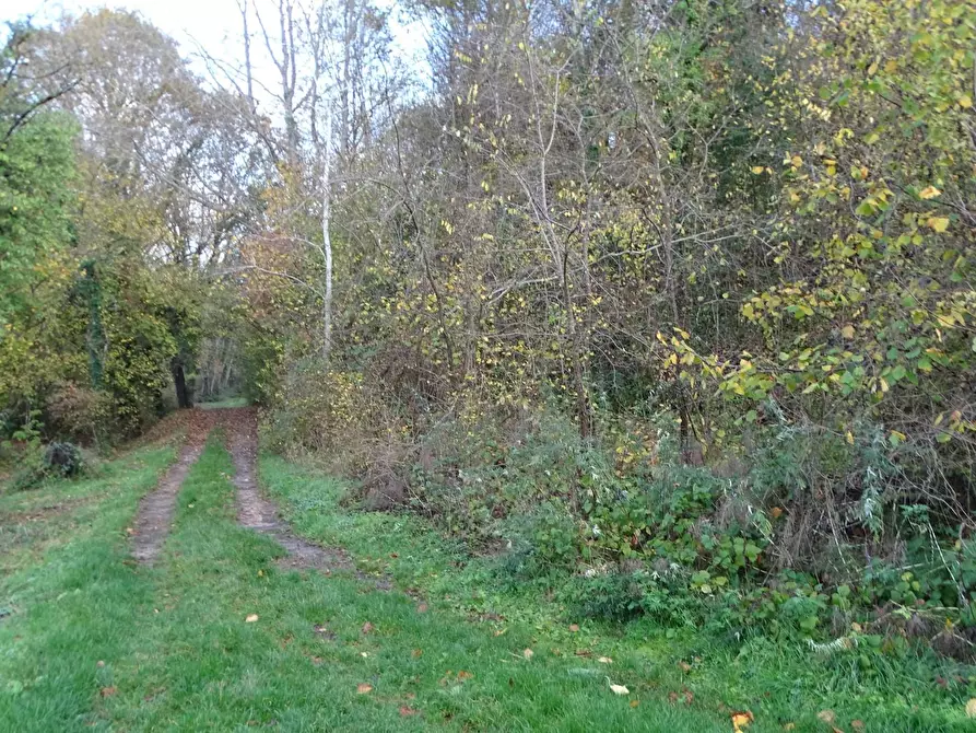 Immagine 13 di Terreno agricolo in vendita  a San Miniato
