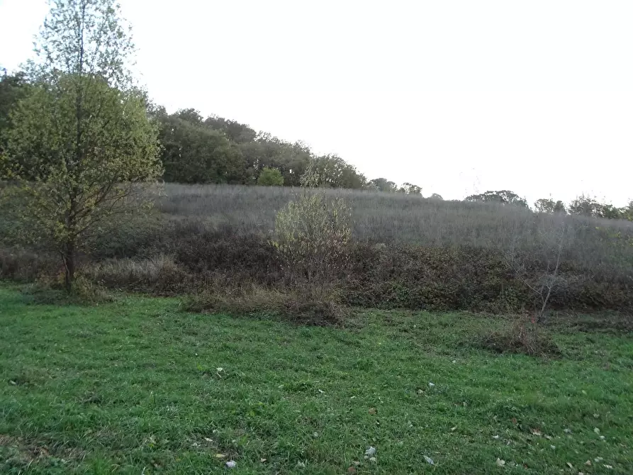 Immagine 20 di Terreno agricolo in vendita  a San Miniato