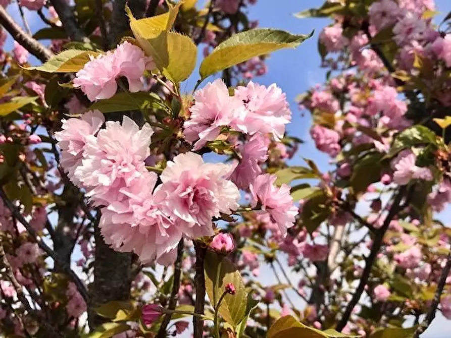 Immagine 49 di Casa colonica in vendita  a Orvieto