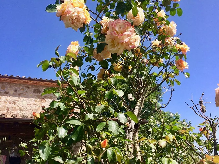 Immagine 51 di Casa colonica in vendita  a Orvieto