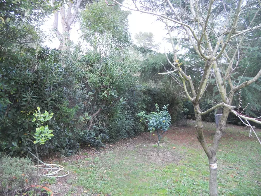 Immagine 5 di Terreno agricolo in vendita  a Livorno