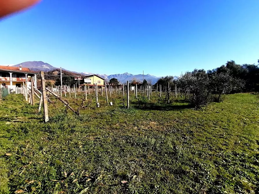 Immagine 3 di Terreno agricolo in vendita  a Massa