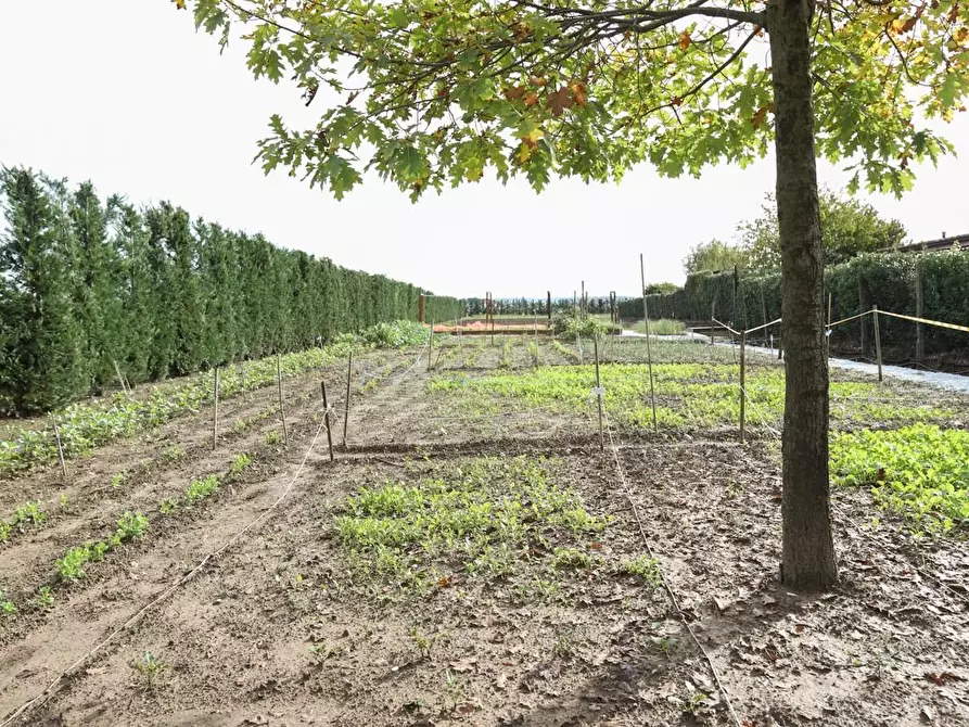 Immagine 48 di Rustico / casale in vendita  a Pisa