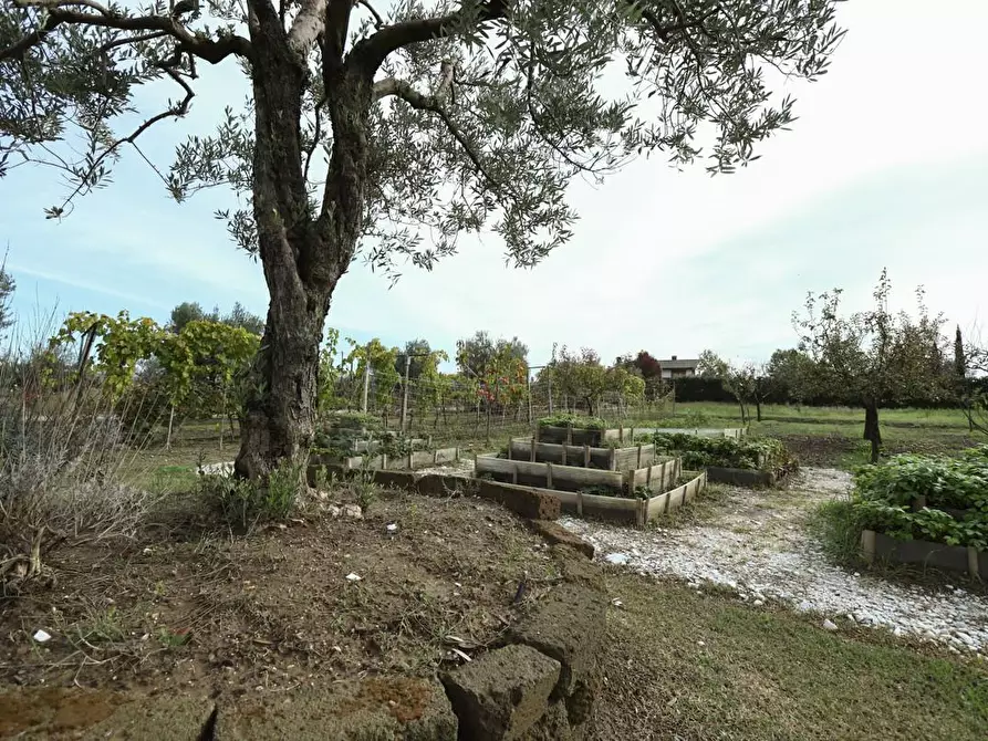 Immagine 14 di Rustico / casale in vendita  a Pisa