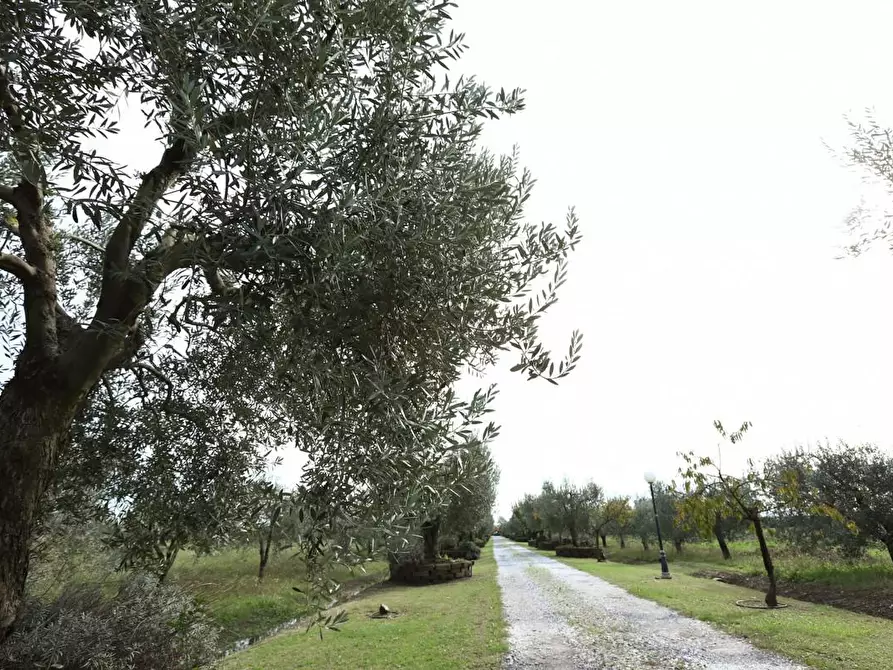 Immagine 11 di Rustico / casale in vendita  a Pisa