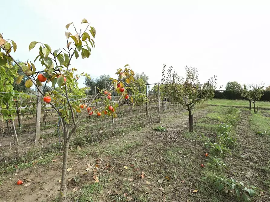 Immagine 15 di Rustico / casale in vendita  a Pisa