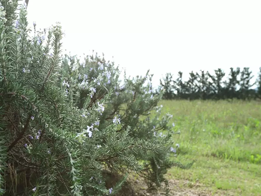 Immagine 18 di Rustico / casale in vendita  a Pisa