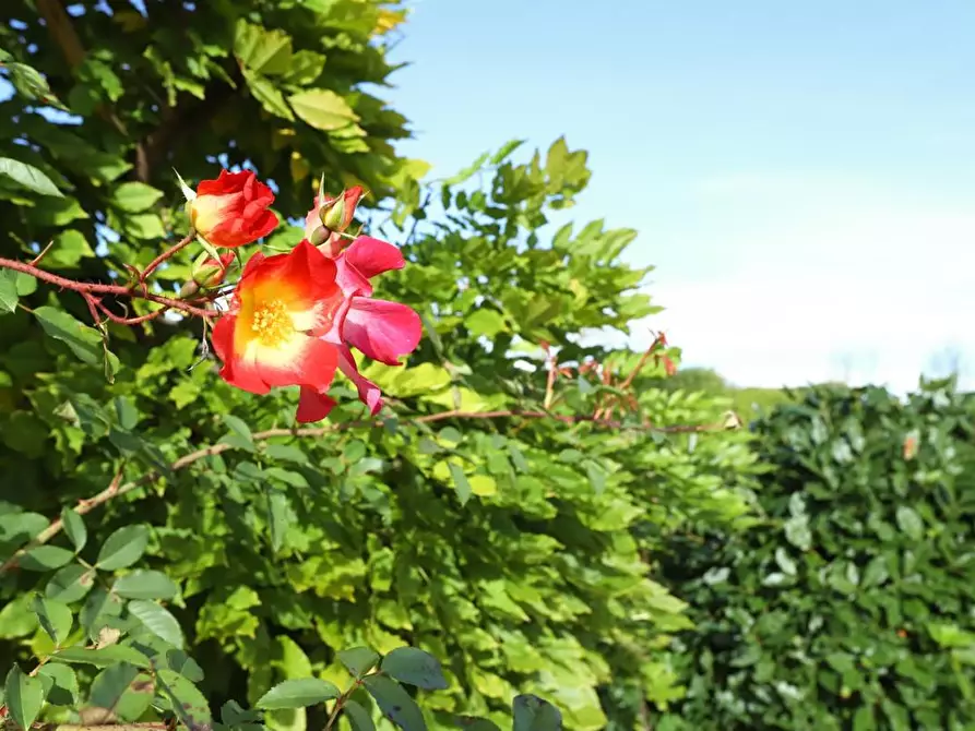 Immagine 7 di Rustico / casale in vendita  a Pisa