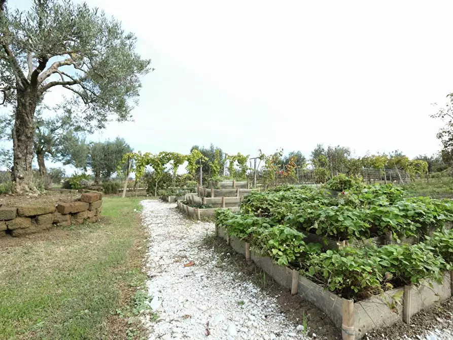 Immagine 16 di Rustico / casale in vendita  a Pisa
