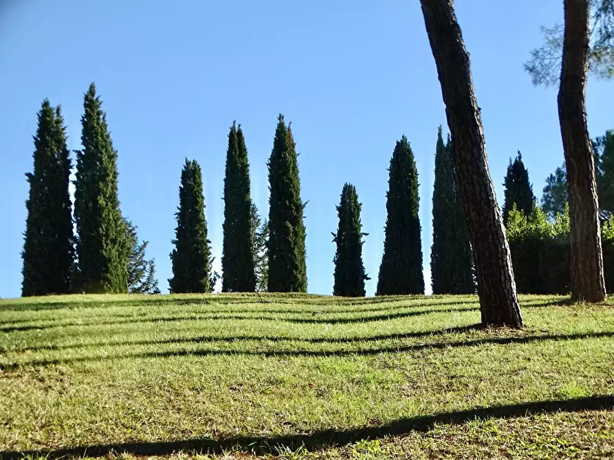 Immagine 11 di Azienda agricola in vendita  a San Miniato