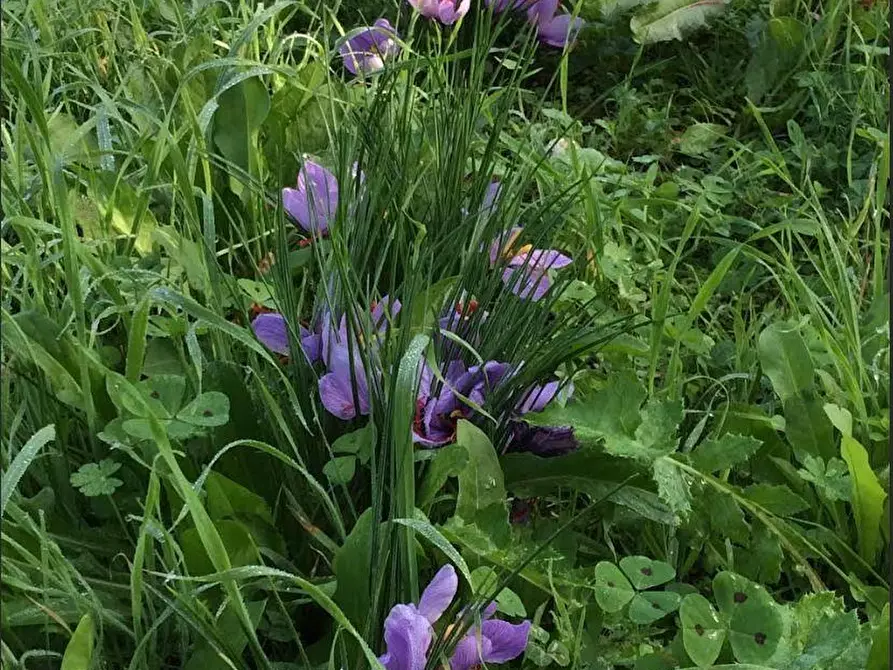 Immagine 36 di Casa colonica in vendita  a Sarzana