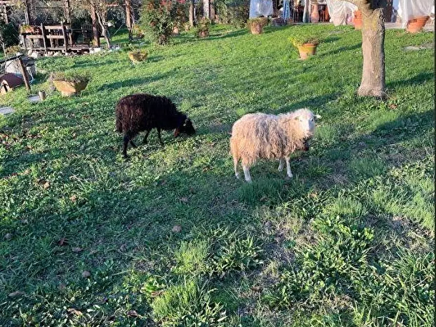 Immagine 35 di Casa colonica in vendita  a Sarzana