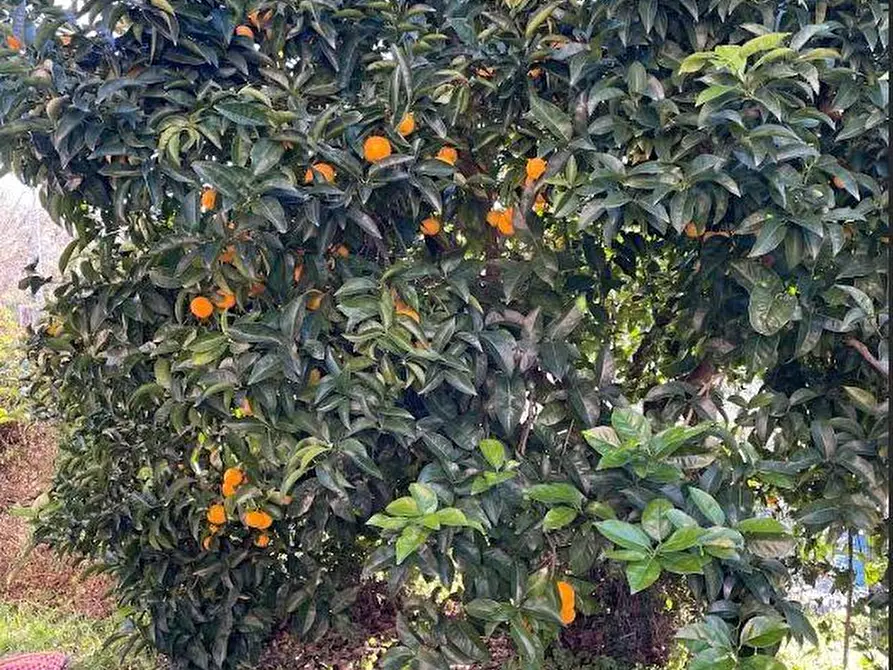 Immagine 34 di Casa colonica in vendita  a Sarzana