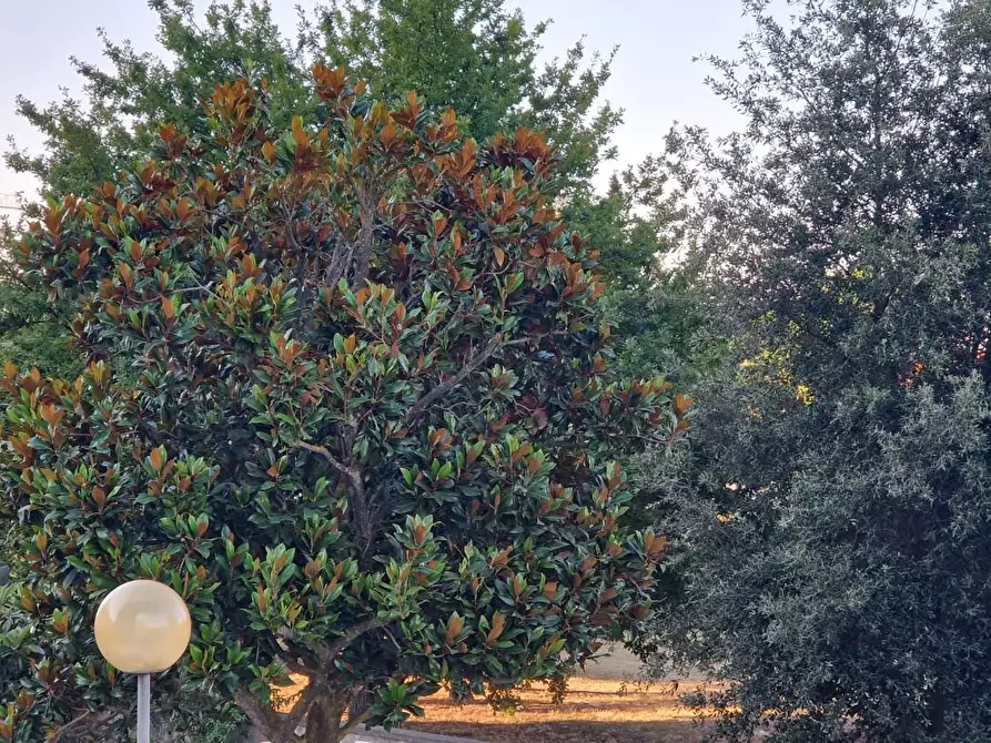 Immagine 11 di Appartamento in affitto  a Pisa