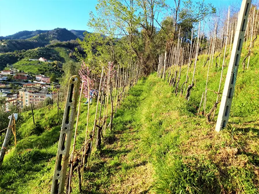 Immagine 1 di Casa indipendente in vendita  a Carrara