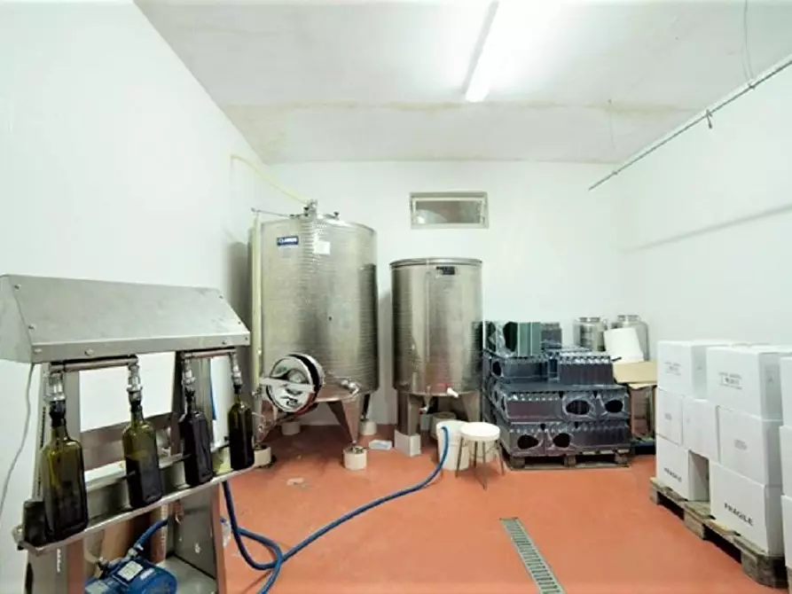 Immagine 17 di Azienda agricola in vendita  a Volterra