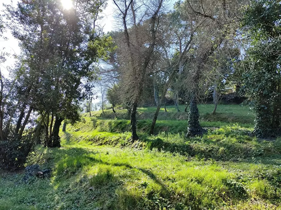 Immagine 40 di Rustico / casale in vendita  a Crespina Lorenzana