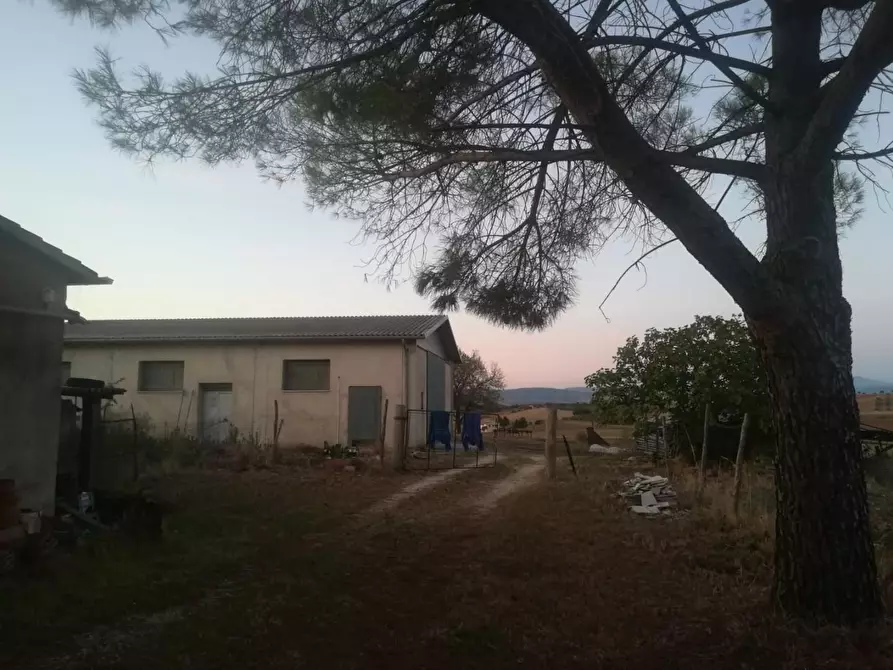 Immagine 16 di Rustico / casale in vendita  a Manciano