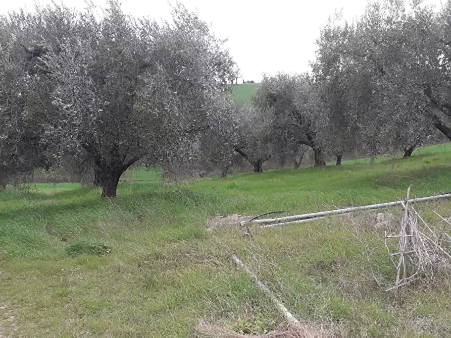 Immagine 4 di Rustico / casale in vendita  a Manciano