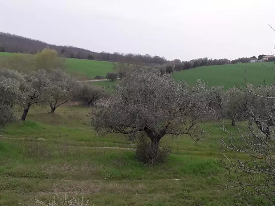 Immagine 3 di Rustico / casale in vendita  a Manciano