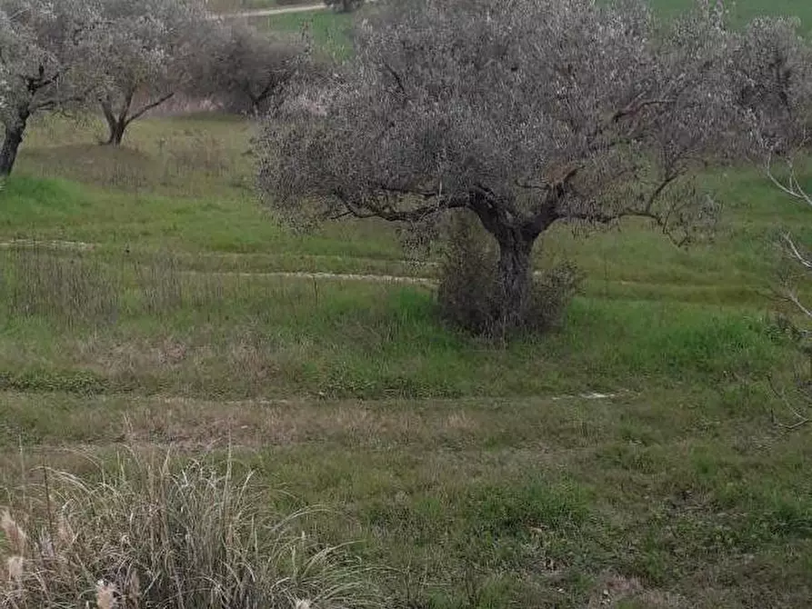 Immagine 21 di Rustico / casale in vendita  a Manciano