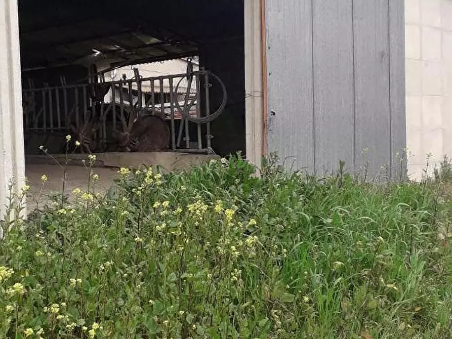 Immagine 18 di Rustico / casale in vendita  a Manciano