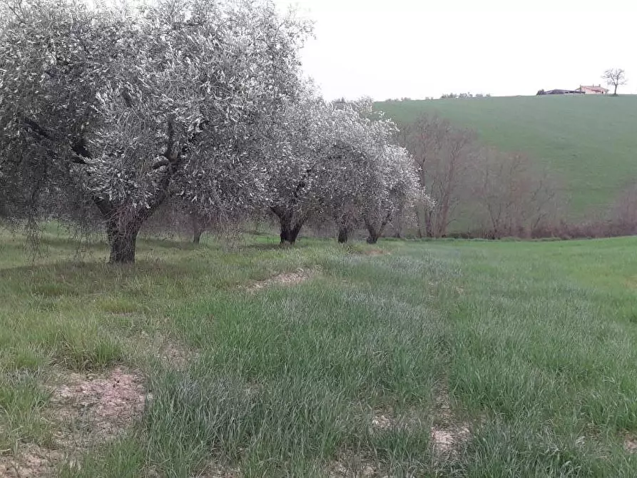 Immagine 2 di Rustico / casale in vendita  a Manciano