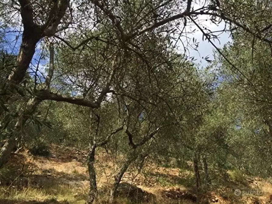 Immagine 3 di Terreno agricolo in vendita  a San Giuliano Terme