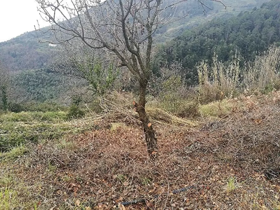 Immagine 19 di Rustico / casale in vendita  a Vernazza