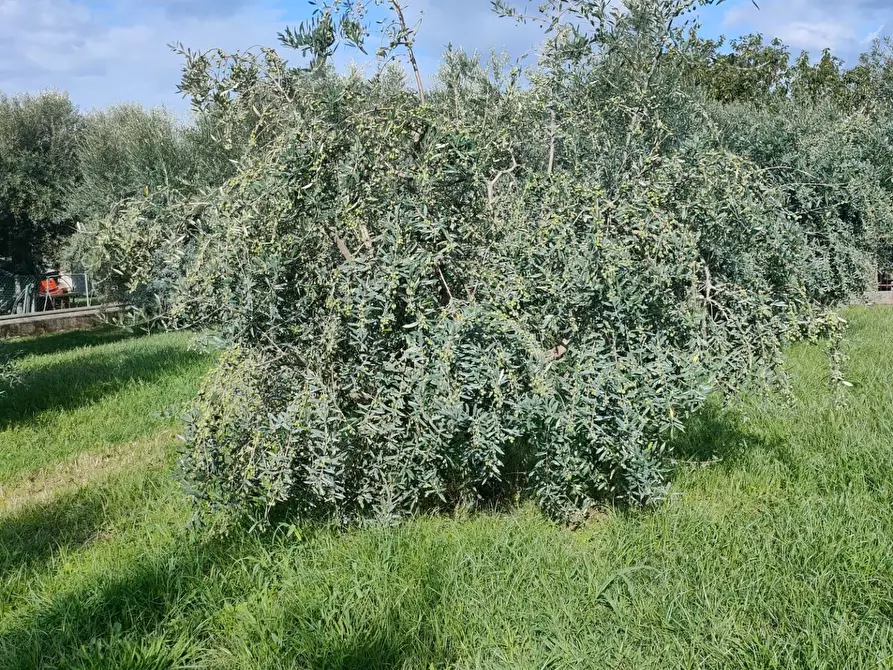 Immagine 7 di Villa in vendita  a Montignoso