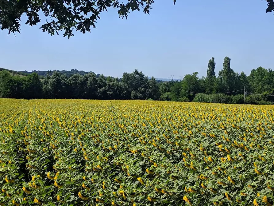 Immagine 26 di Agriturismo in vendita  a Castelfiorentino