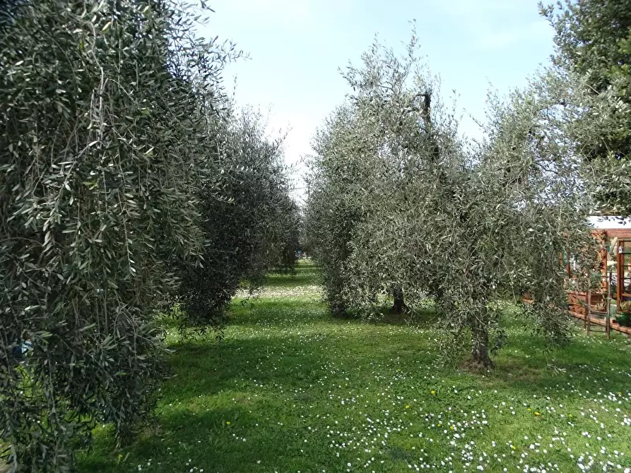 Immagine 22 di Terratetto in vendita  a San Miniato
