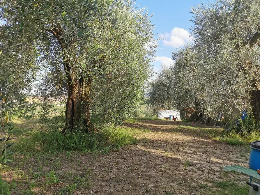 Immagine 2 di Terratetto in vendita  a Casciana Terme Lari