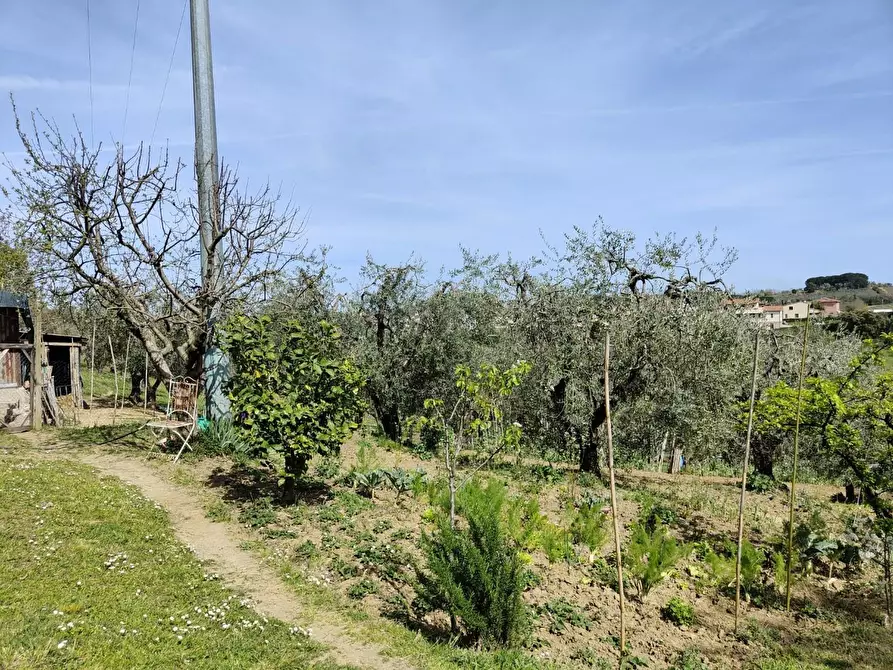 Immagine 35 di Terratetto in vendita  a Crespina Lorenzana