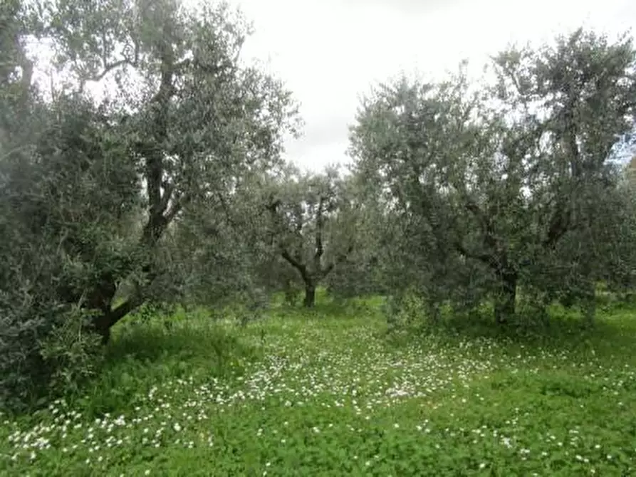 Immagine 6 di Terratetto in vendita  a Santa Croce Sull'arno