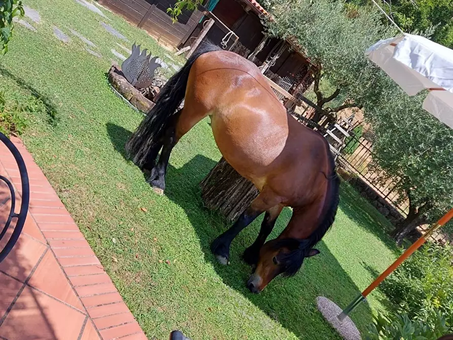 Immagine 20 di Casa colonica in vendita  a Arcola