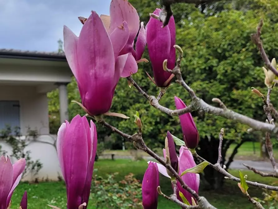 Immagine 48 di Villa in vendita  a Camaiore