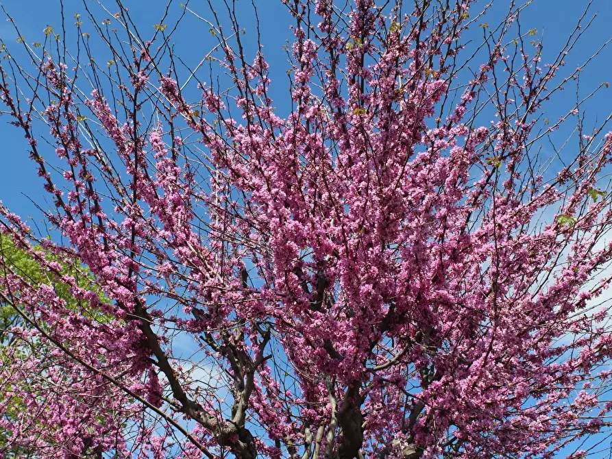 Immagine 65 di Villetta a schiera in vendita  a Santa Croce Sull'arno