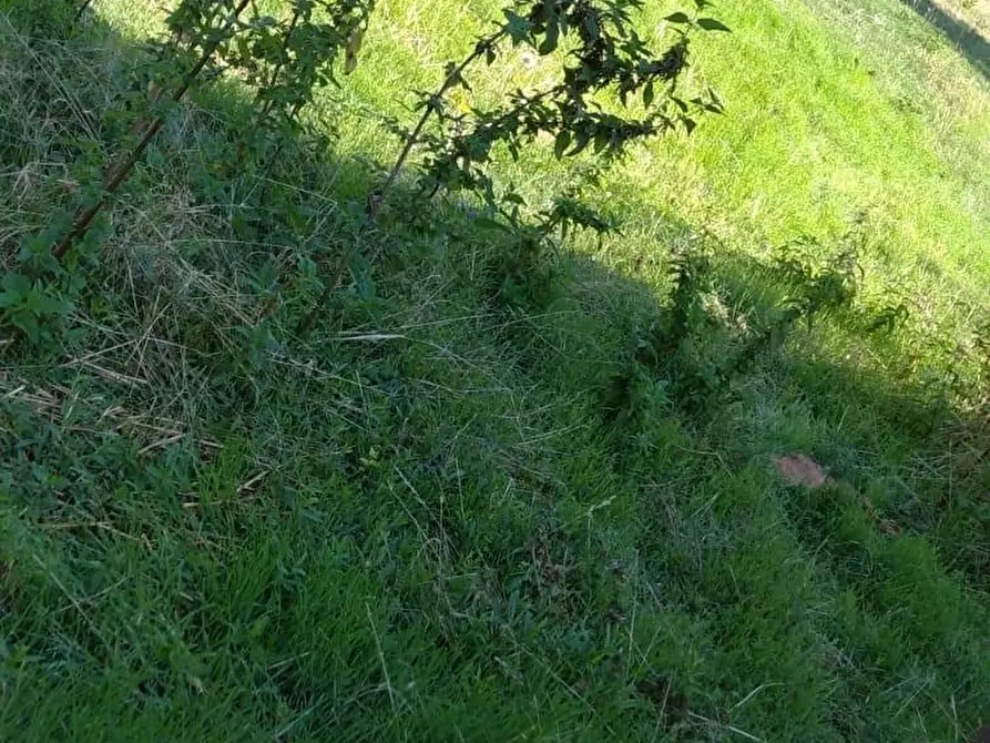 Immagine 5 di Casa indipendente in vendita  a Semproniano