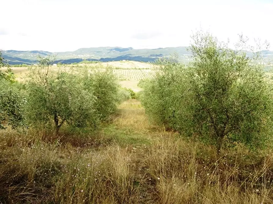 Immagine 8 di Casa colonica in vendita  a Semproniano