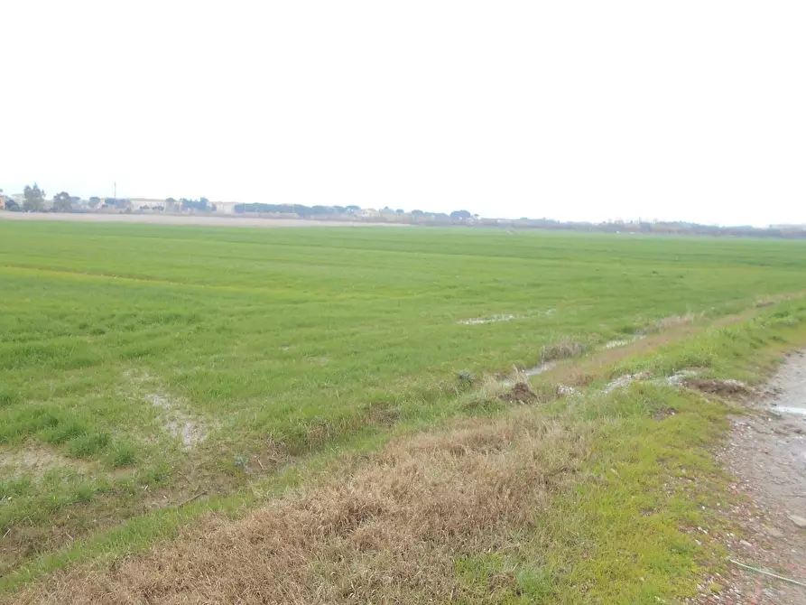 Immagine 4 di Terreno agricolo in vendita  a Collesalvetti