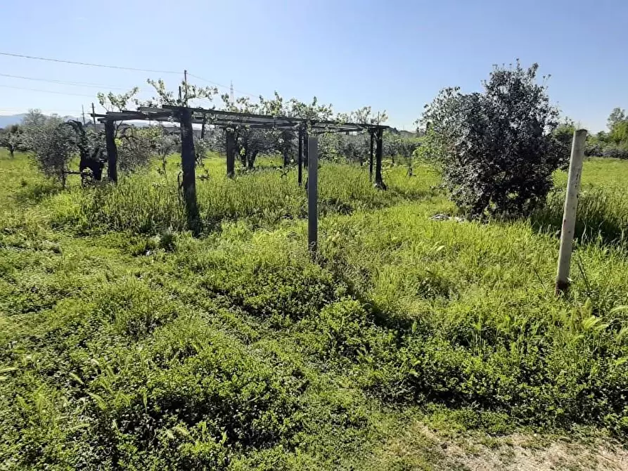 Immagine 8 di Terreno agricolo in vendita  a Bibbona