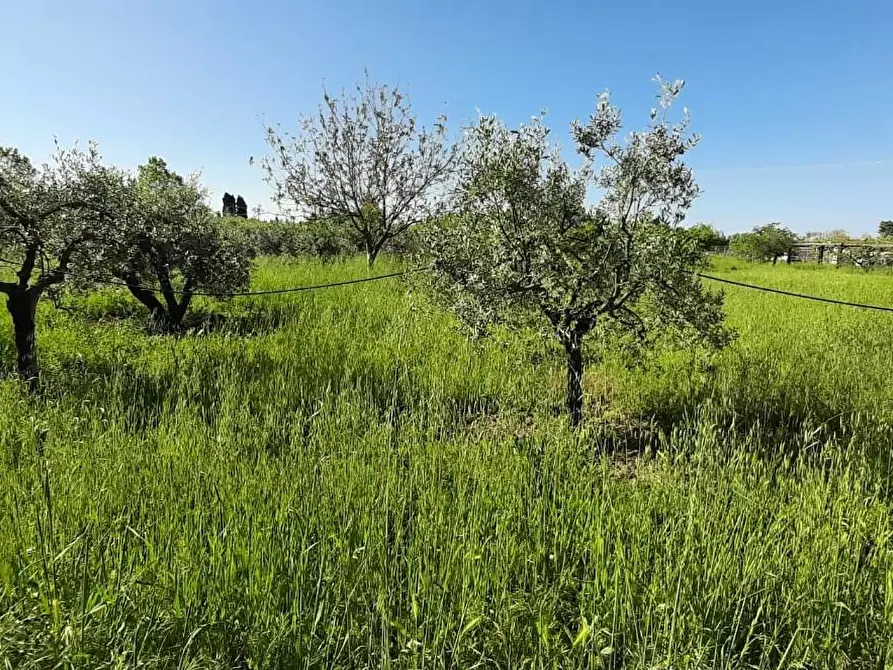 Immagine 3 di Terreno agricolo in vendita  a Bibbona